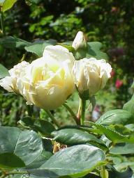Rose Bouquet d`Or Foto Wikipedia
